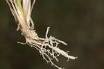 Tufted lovegrass